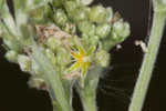 Longleaf buckwheat